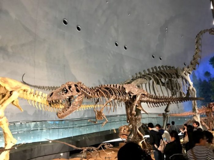 福井恐竜博物館1F